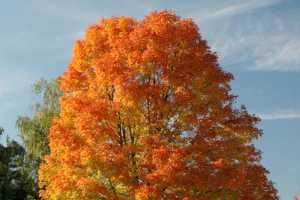Introducing Michigan S Fall Color Lineup Msu Extension