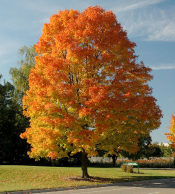Introducing Michigan S Fall Color Lineup Msu Extension