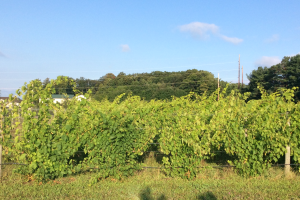 Research vineyard updates on recovering Riesling and core cultivar planting
