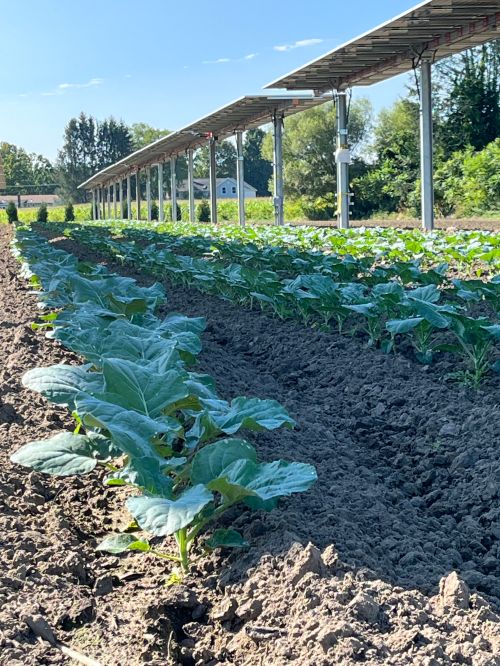 broccoli field