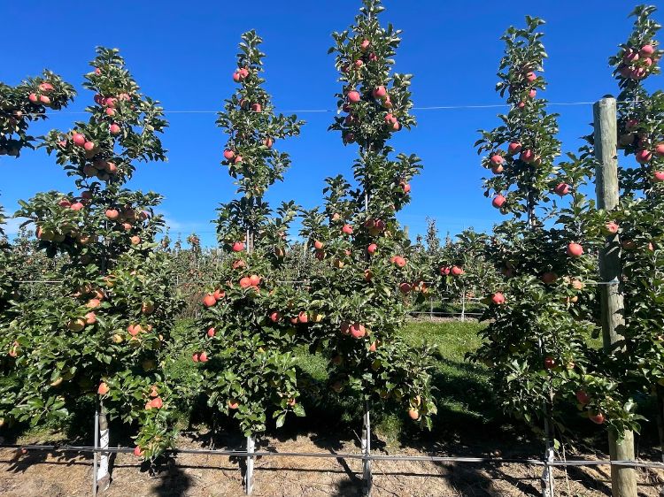 An apple orchard.