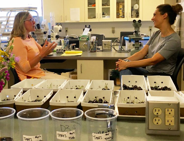 Nikki Rothwell of the Northwest Michigan Horticulture Research Center talks to ABC chief meteorologist Ginger Zee about Michigan’s cherry production.