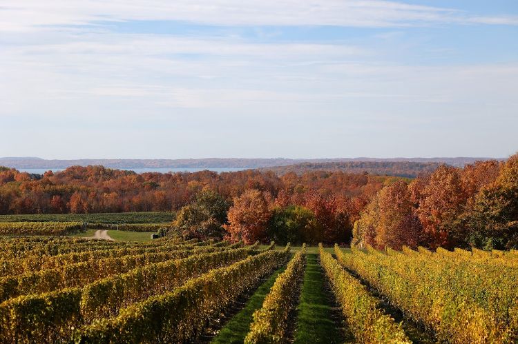 for decorative purposes only - View of grapevine trellises going downhill towards fall-colored woods with a lake in the background