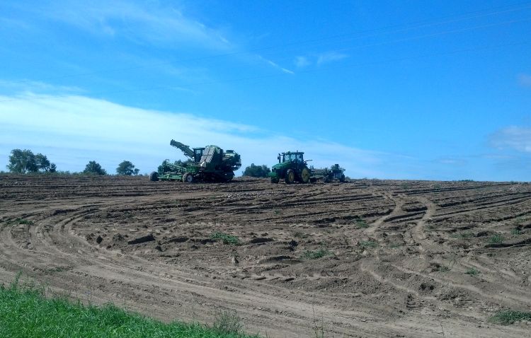 Potato harvester and windrower wait to dig the next load of potatoes to be shipped from the field. Photo: Fred Springborn, MSU Extension.