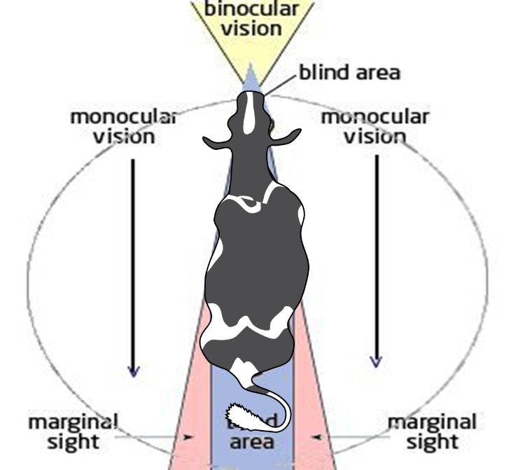 A diagram of what the field of vision looks like on a cow.