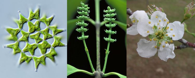 Green alga Lacunastrum gracillimum, female cones of gymnosperm, Gnetum gnemon, and cherry tree flower, Prunus domestica. Photo credits: Michael Melkonian and Walter S. Judd.