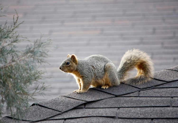 A fox squirrel perching on top of a roof. Photo by Joseph Berger, Bugwood.org