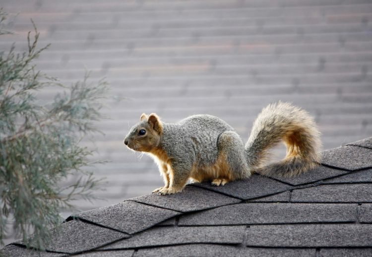 When Animals Invade Your Attic Msu Extension