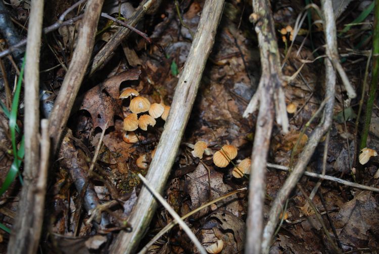 A group of Marasmius siccus mushrooms growing on decaying leaf litter.