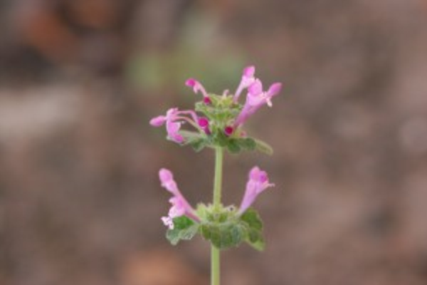 henbit plant