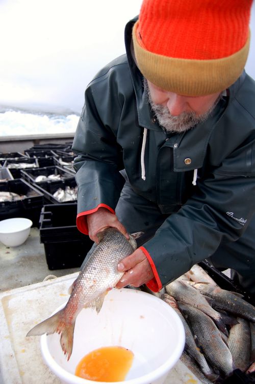 Ron Kinnunen spawning lake whitefish on a tribal commercial fishing vessel in northern Lake Michigan as part of a Great Lakes Fisheries Trust research project. Photo: Andrew Muir-Great Lakes Fishery Commission