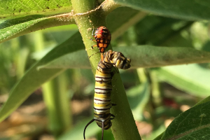 Monarch butterfly 2017 update in Michigan