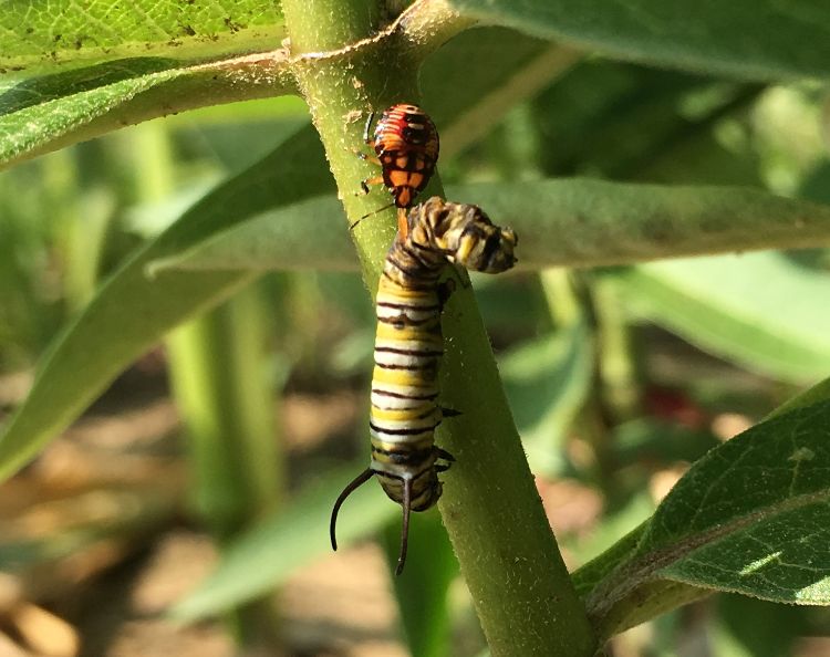 A predaceous stink bug nymph consuming a monarch caterpillar. Photo by Douglas Landis, MSU.