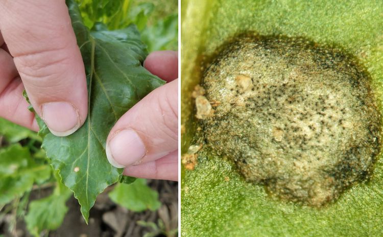 Cercospora leaf spots on sugarbeet