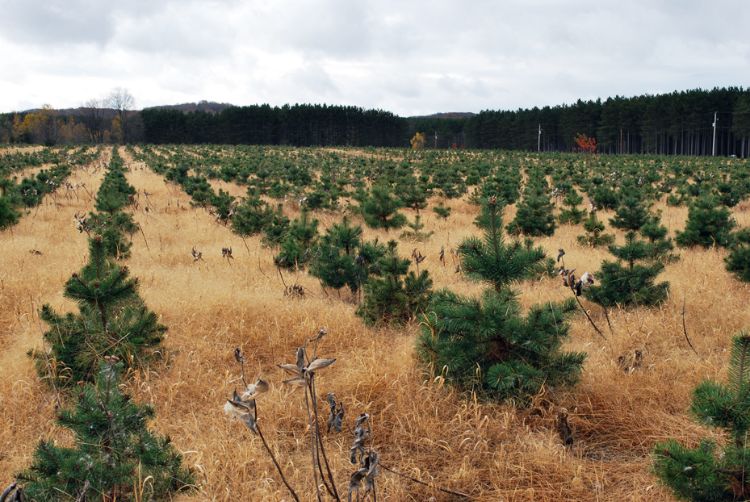 Fall grasses invade a Scotch pine field in the fall. Photo credit: Jill O'Donnell, MSUE