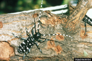 Confusion with Asian longhorned beetle look-alikes