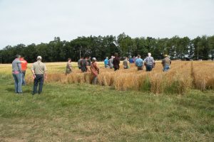 In-person small grains for brewing and distilling field day to highlight research at Kellogg Biological Station