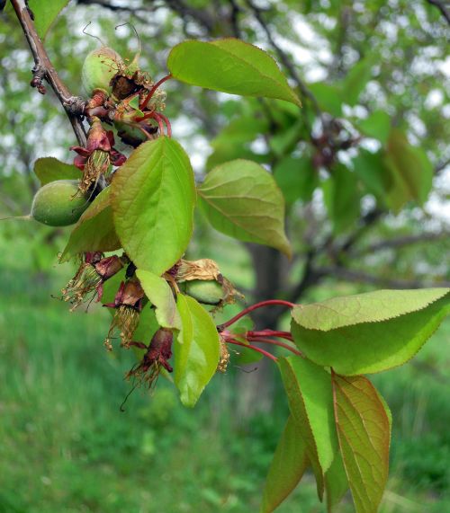 The largest apricot fruit are as big as your fingertips, but most are still in the shuck. Photo credit: Mark Longstroth, MSU Extension