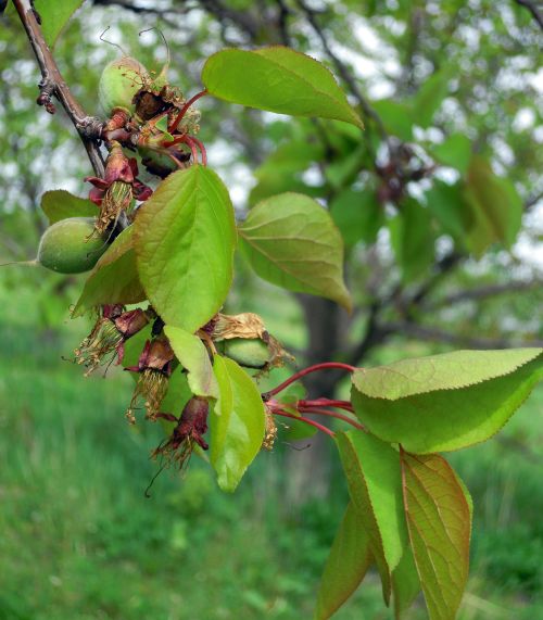 The largest apricot fruit are as big as your fingertips, but most are still in the shuck. Photo credit: Mark Longstroth, MSU Extension