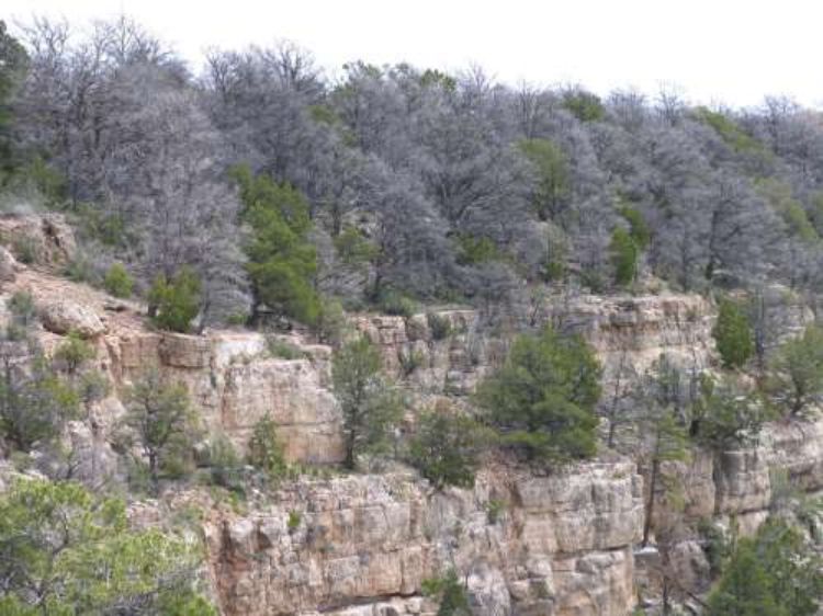 Drought and beetle-killed piñon pines in Walnut Canyon National Monument near Flagstaff, Ariz., amid some surviving trees. Forest drought stress is highly correlated with mortality from poor growth, bark beetle outbreaks, and high-severity fire. Photo by: CHANS-Net member Craig D. Allen, USGS