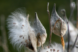 How to collect and grow milkweeds to help monarchs and other pollinators