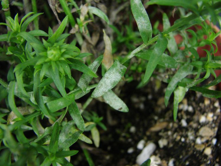Photo 1. Powdery mildew on aster leaves. All images courtesy of Mary Hausbeck, MSU.