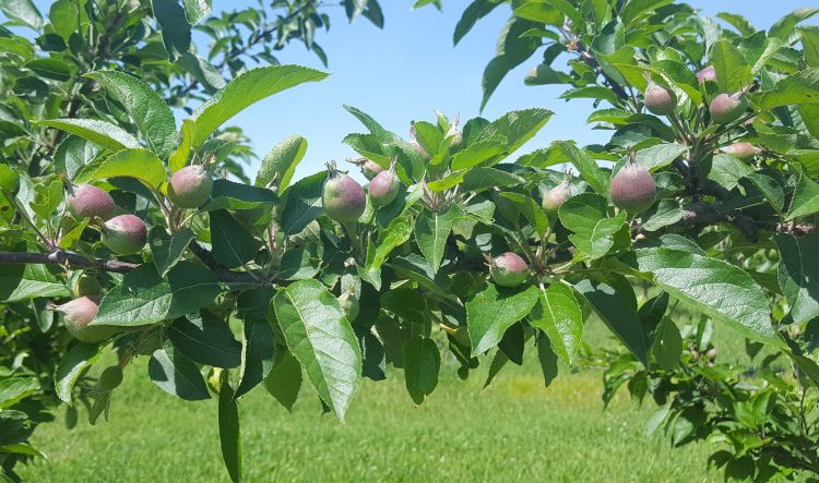 Red apples on a shoot.