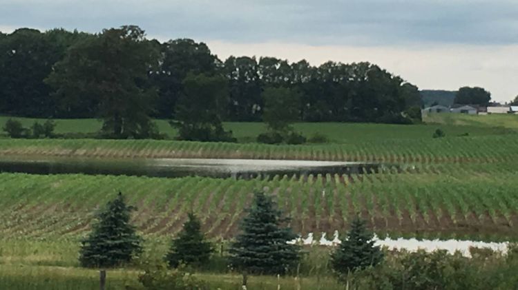 Flooded corn field. Photo by Monica Jean, MSU Extension.