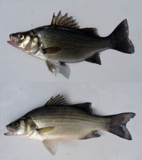 The invasive white perch (top) lacks the dark pigmented stripes of the native white bass (bottom). Photo credit: GLANSIS.