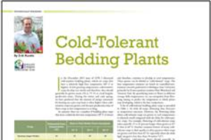 Cold-tolerant bedding plants