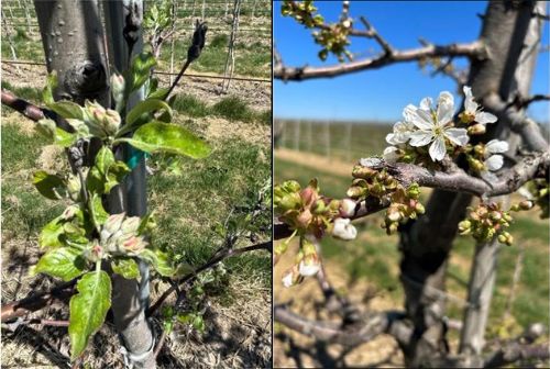 Apple and sweet cherry starting to bloom.