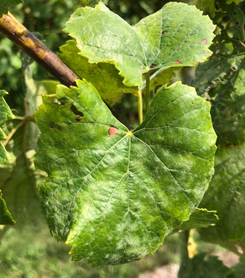 Powdery mildew leaf symptoms on Vignole grapes