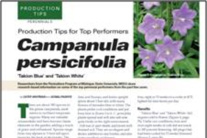 Production tips for top performers: Campanula persicifolia