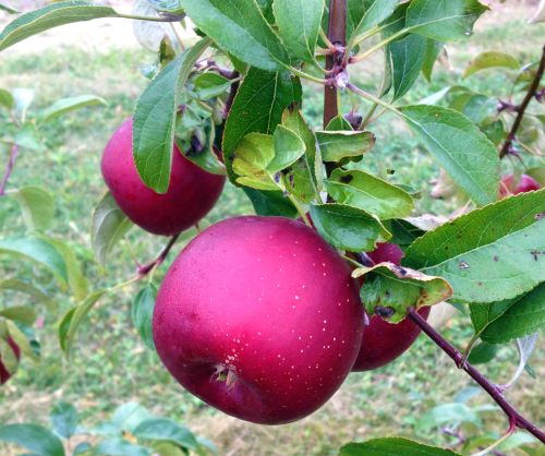 Pixie Crunch is a popular apple for U-pick due to the crisp texture, sweetness, attractive color and smaller size suited to children.