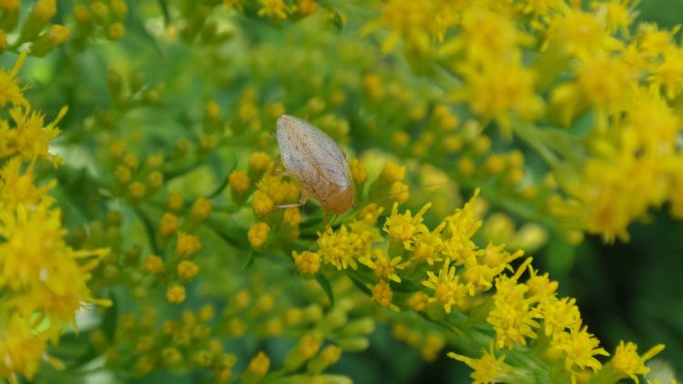 An adult spotted Mediterranean cockroach on a goldenrod flower