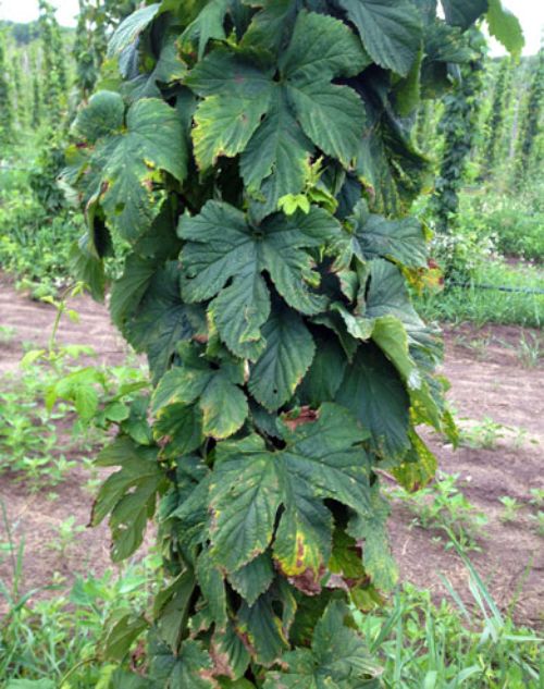 Trained bines with leaves showing necrotic symptoms of “hopper burn” along the margins. Photo credit: Erin Lizotte, MSU Extension