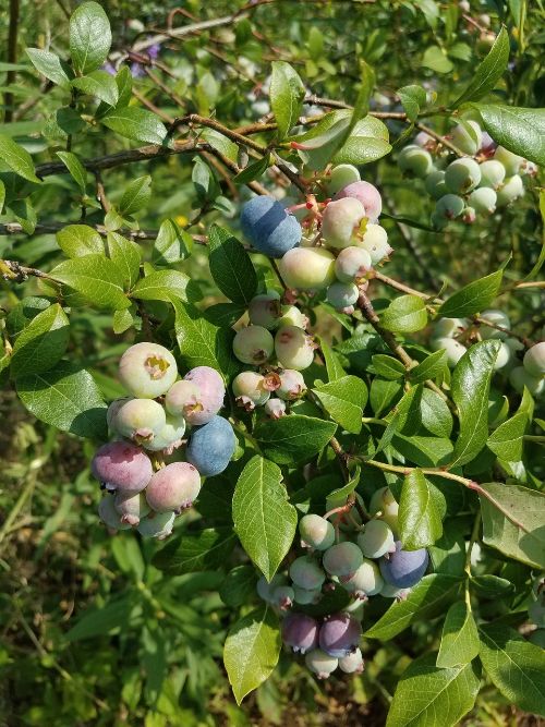 Blueberry harvest has begun.