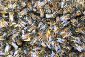 Michigan Beekeepers' Association & MSU Extension Fall Conference