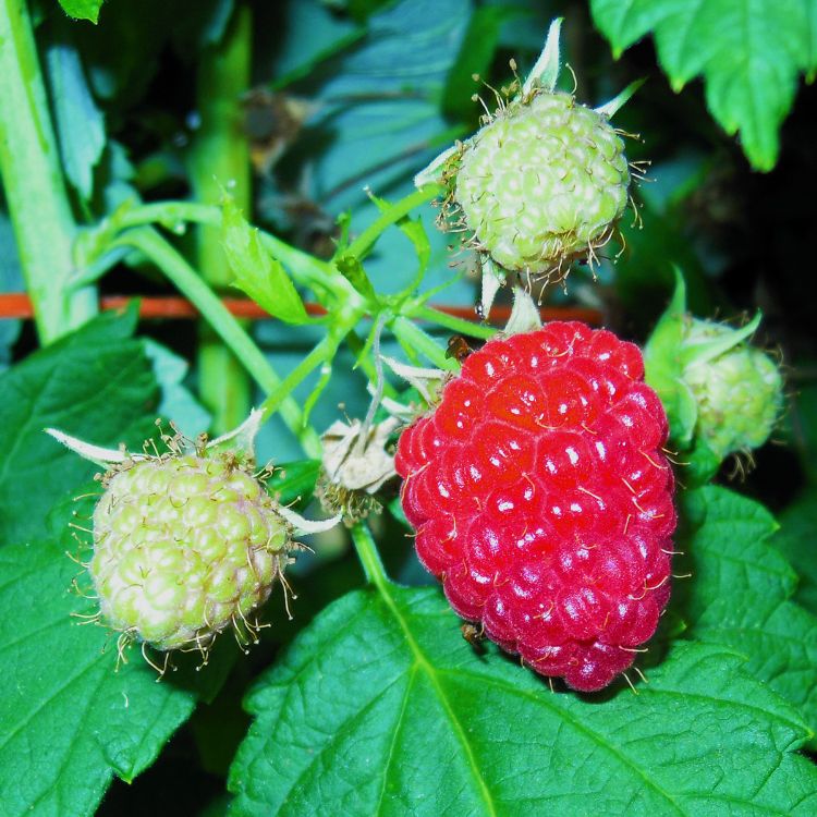 Ripe raspberries are attractive to SWD. Photo by Mark Longstroth, MSU Extension