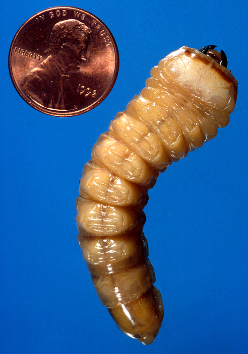The creamy-white to yellowish larvae are large, fleshy, elongated grubs with three pairs of small legs, a swelling behind the small head capsule and strong, black mandibles. 