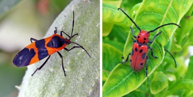 Large milkweed bug and red milkweed beetle