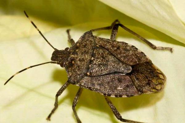 Managing Brown Marmorated Stink Bugs In Homes - Gardening In Michigan