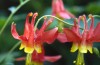 Columbine flower