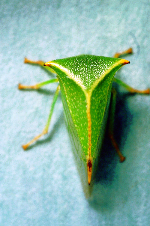 Pale green adult has large thorax with two â€œhornsâ€ and a long posterior wedge-shaped body.