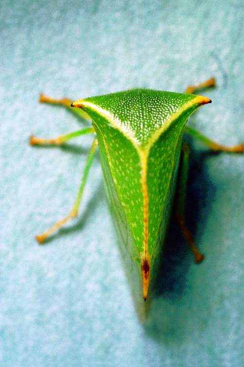  Pale green adult has large thorax with two â€œhornsâ€ and a long posterior wedge-shaped body. 