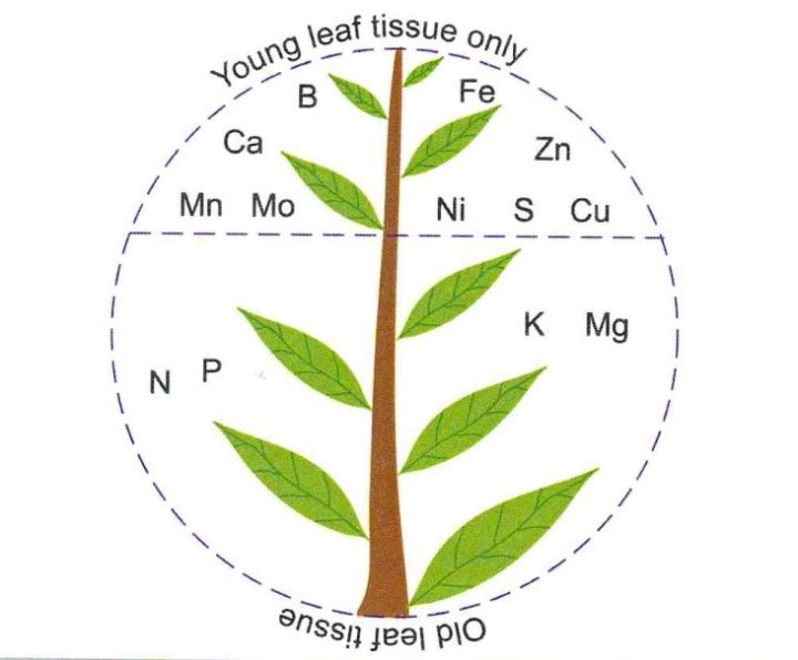 Identifying Nutrient Deficiency Symptoms In Field Crops Msu
