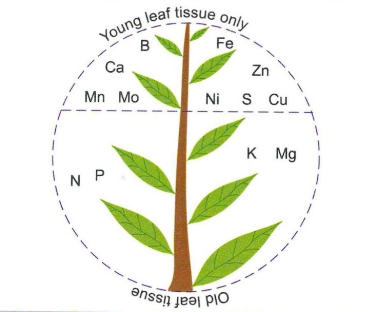 Generalized diagram showing the portion of the plant where nutrient deficiency symptoms are first observed. Courtesy of the 4R Plant Nutrition Manual, IPNI 2012.
