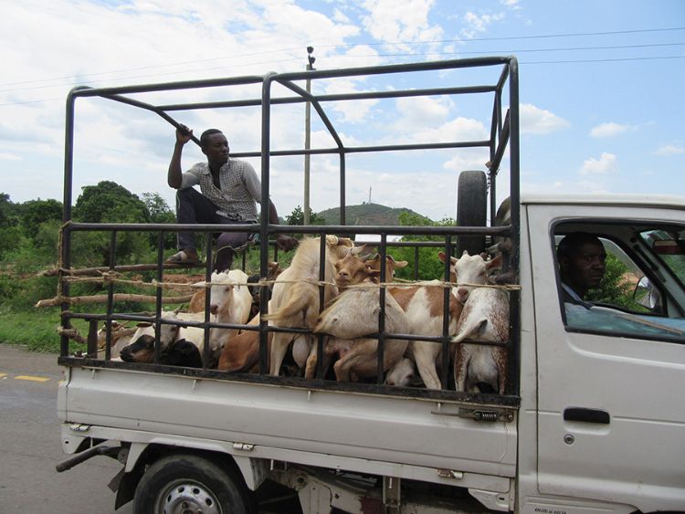 Goats transportation