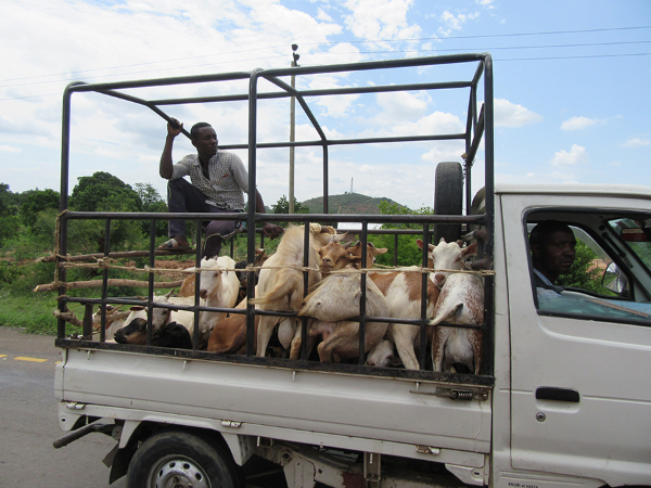 Goats transportation, Tanzania, 2017
