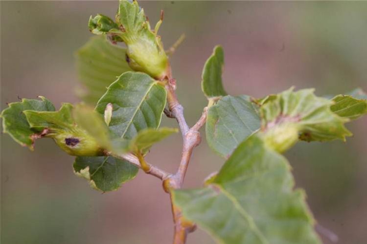 Leaf distortion and gall formation caused by Asian chestnut gall wasp on chestnut. Photo credit: Dennis Fulbright, MSU